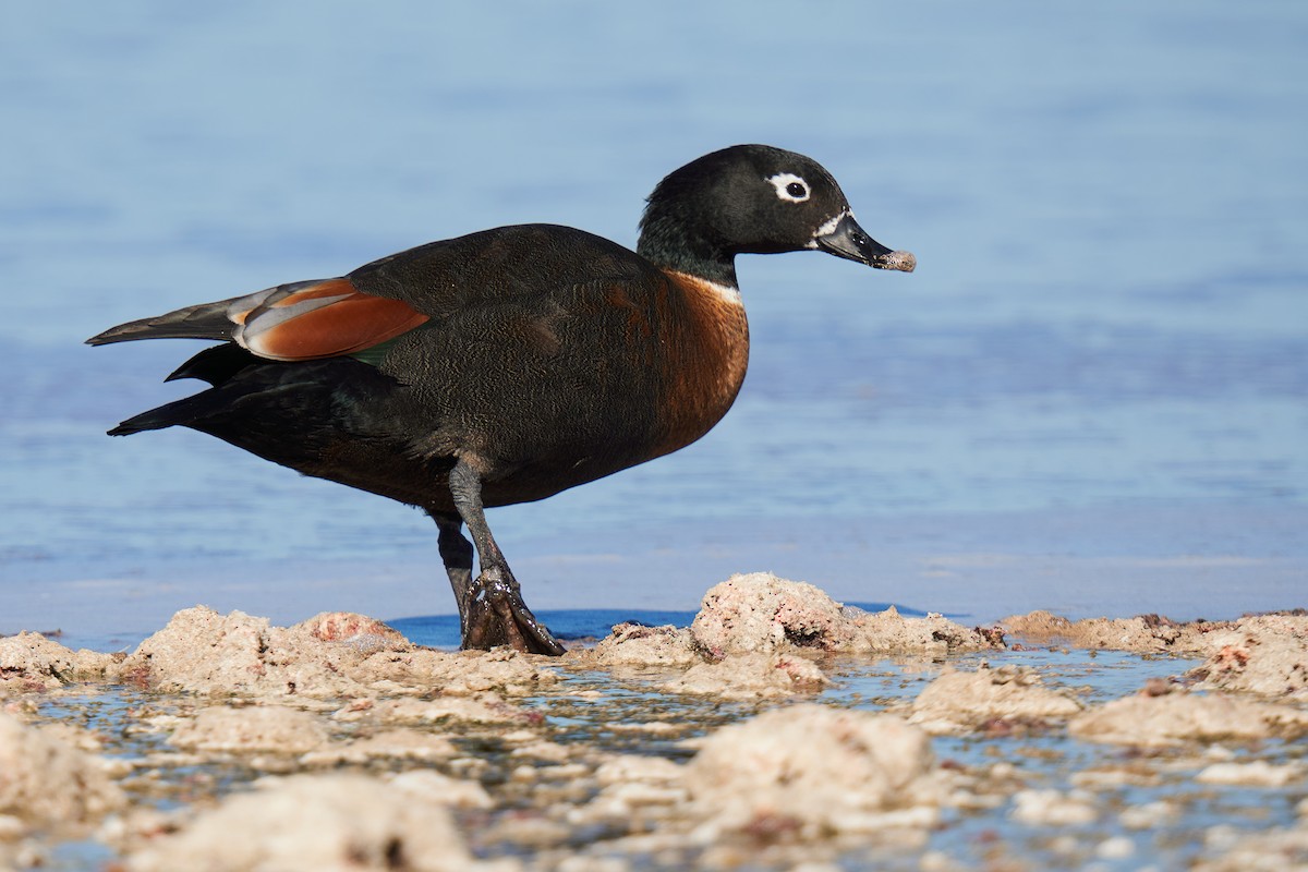 Australian Shelduck - ML620303831