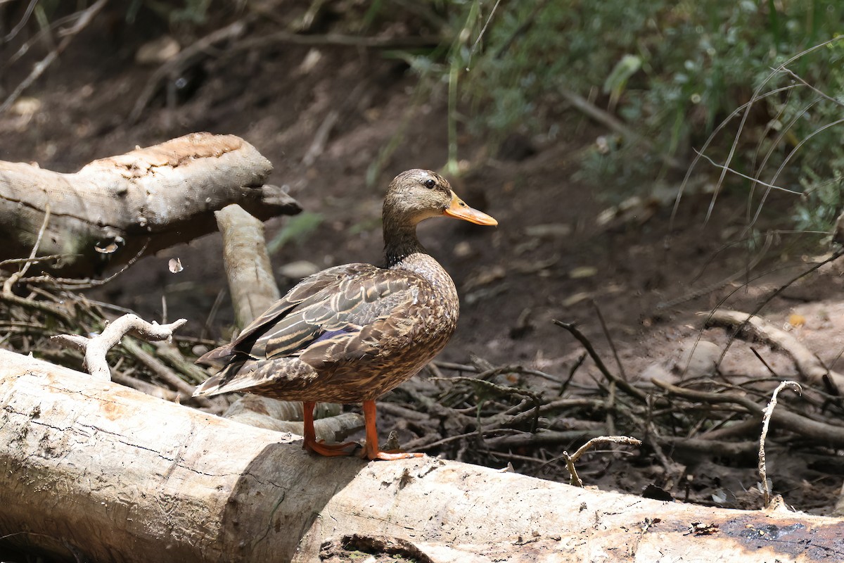 Mexican Duck - ML620303832