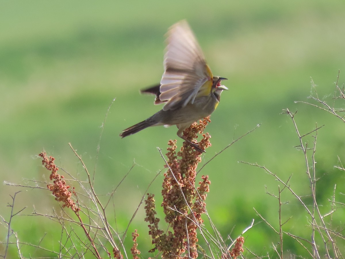 Dickcissel d'Amérique - ML620303833