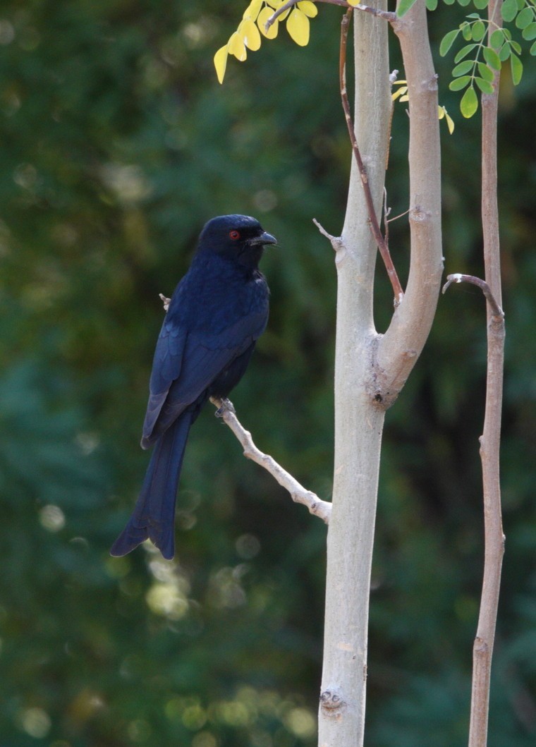 Drongo Ahorquillado - ML620303834