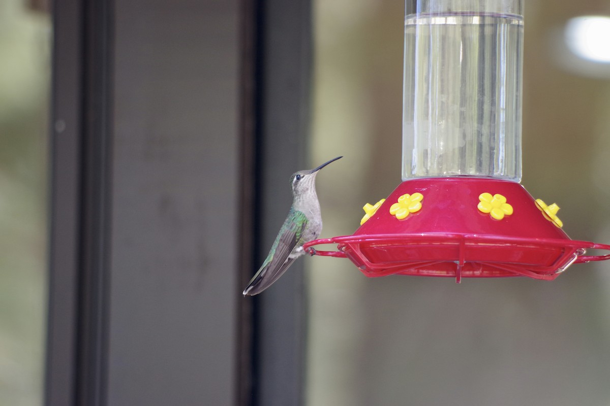 kolibřík blankytohrdlý - ML620303838