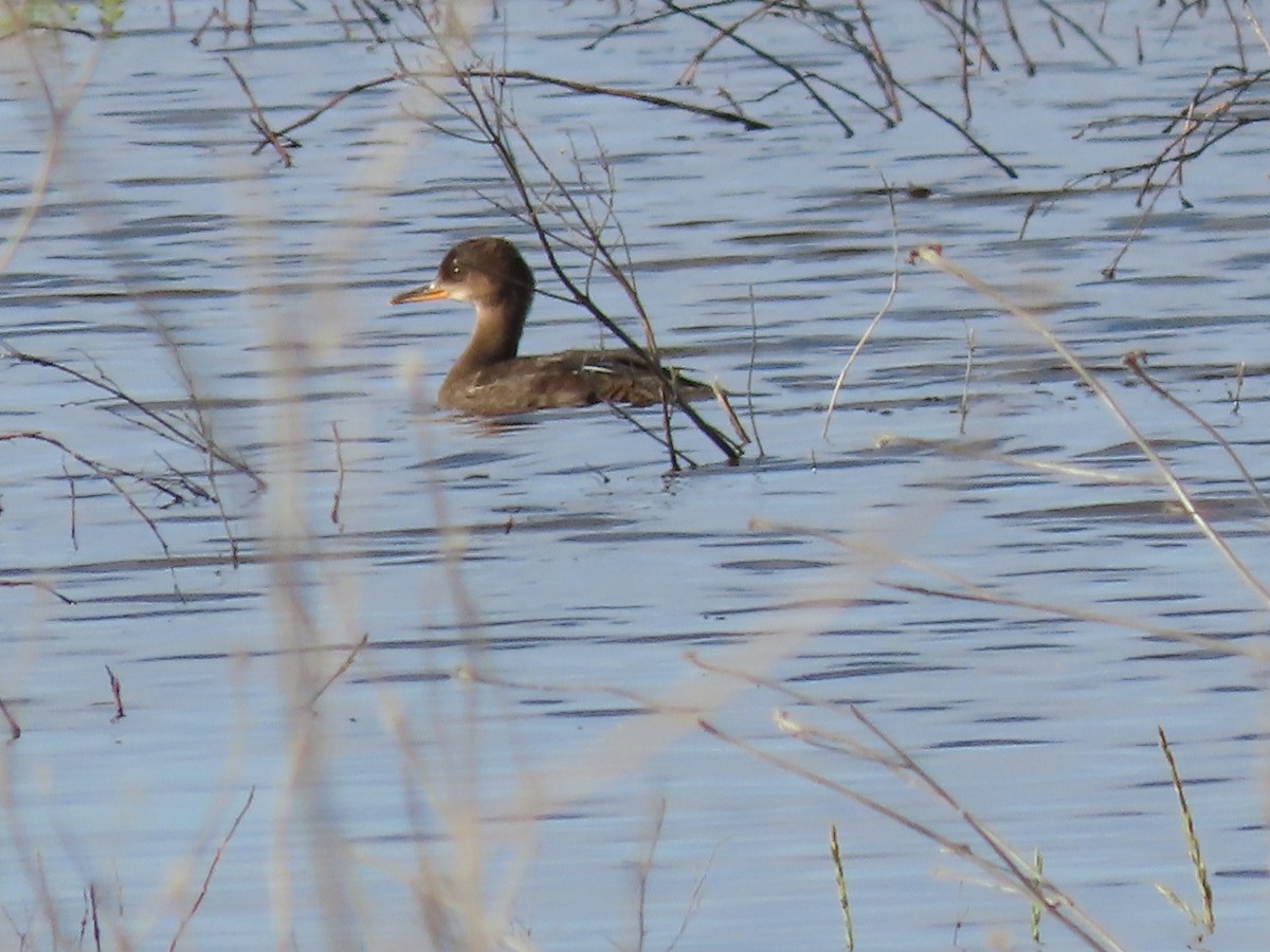 Hooded Merganser - ML620303844