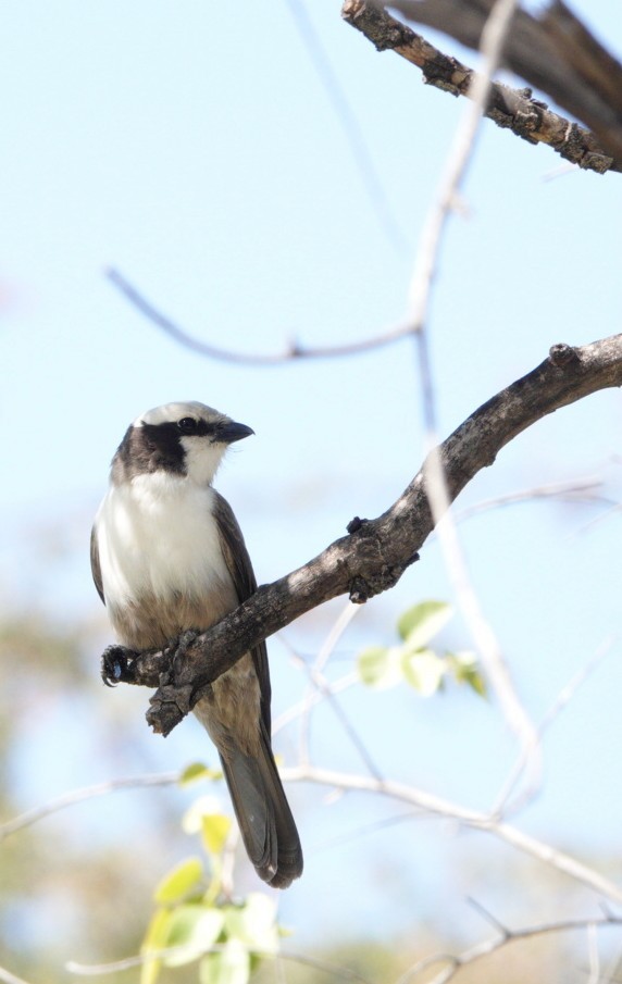 White-crowned Shrike - ML620303846