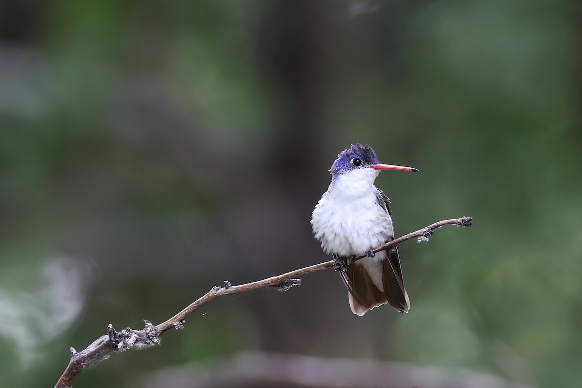 Violet-crowned Hummingbird - ML620303848