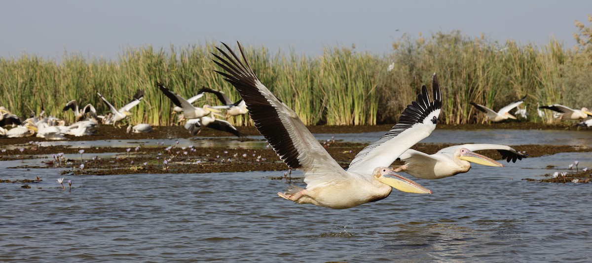 Great White Pelican - Maili Waters