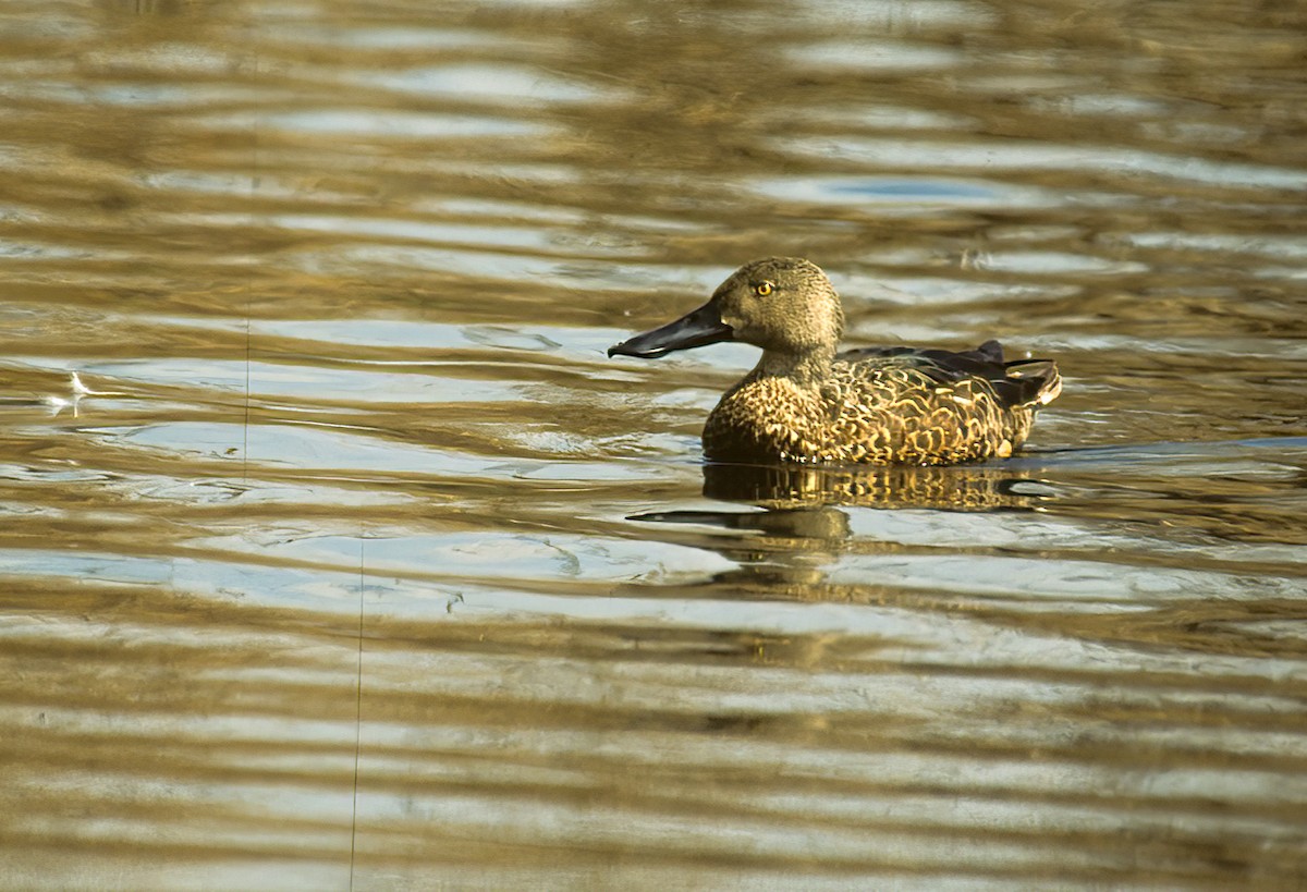 Cape Shoveler - ML620303873