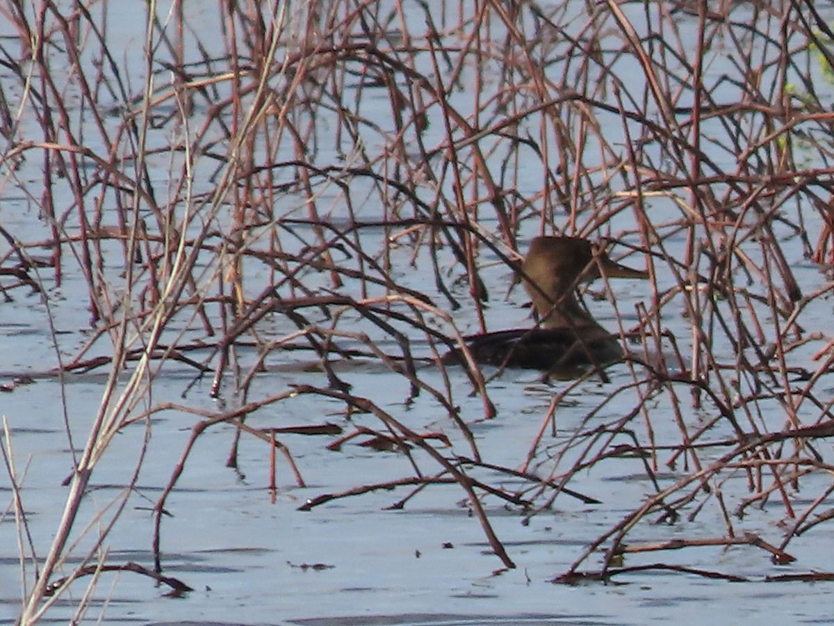 Hooded Merganser - ML620303875