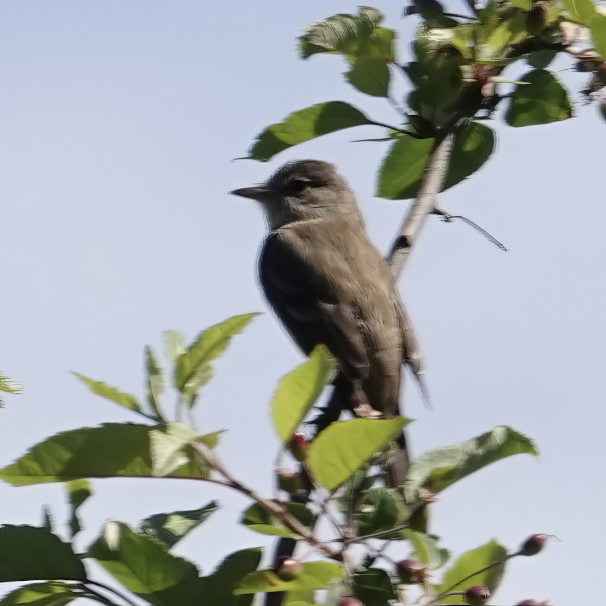 Willow Flycatcher - ML620303876