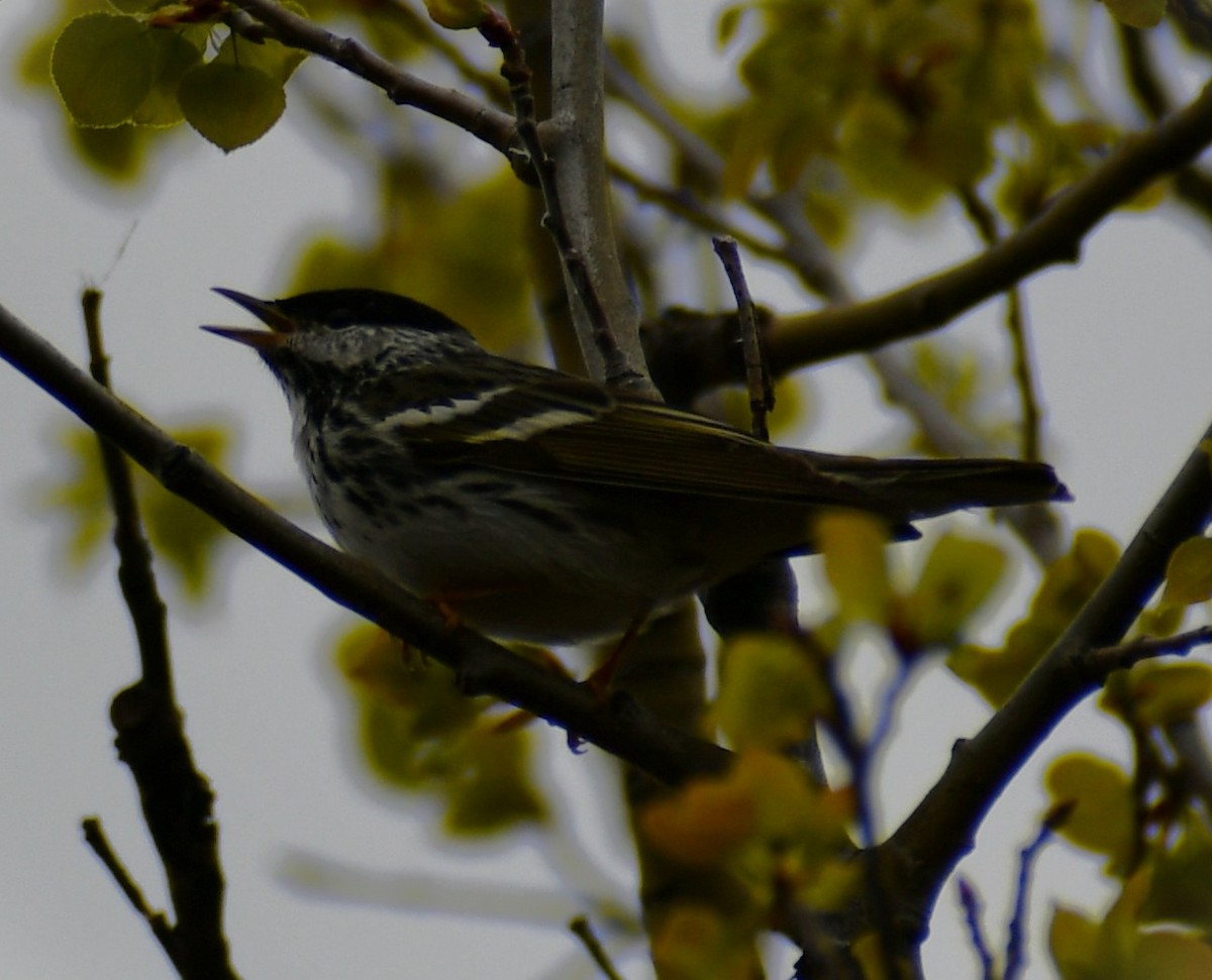 Blackpoll Warbler - ML620303882