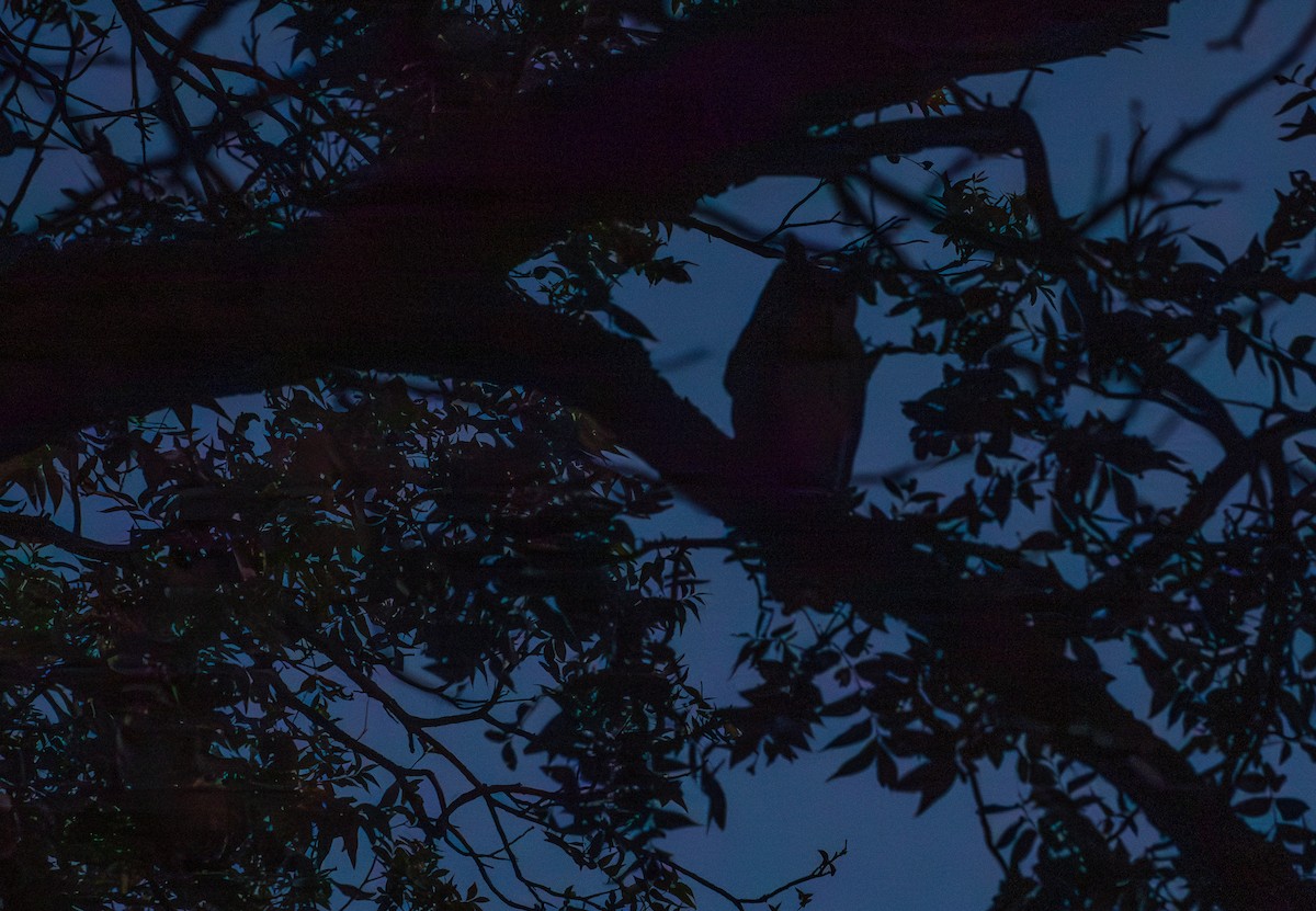 Great Horned Owl - ML620303888