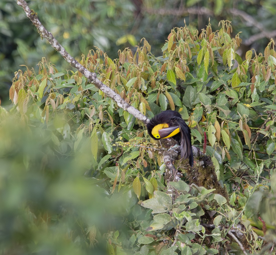 Yellow-throated Toucan - ML620303889