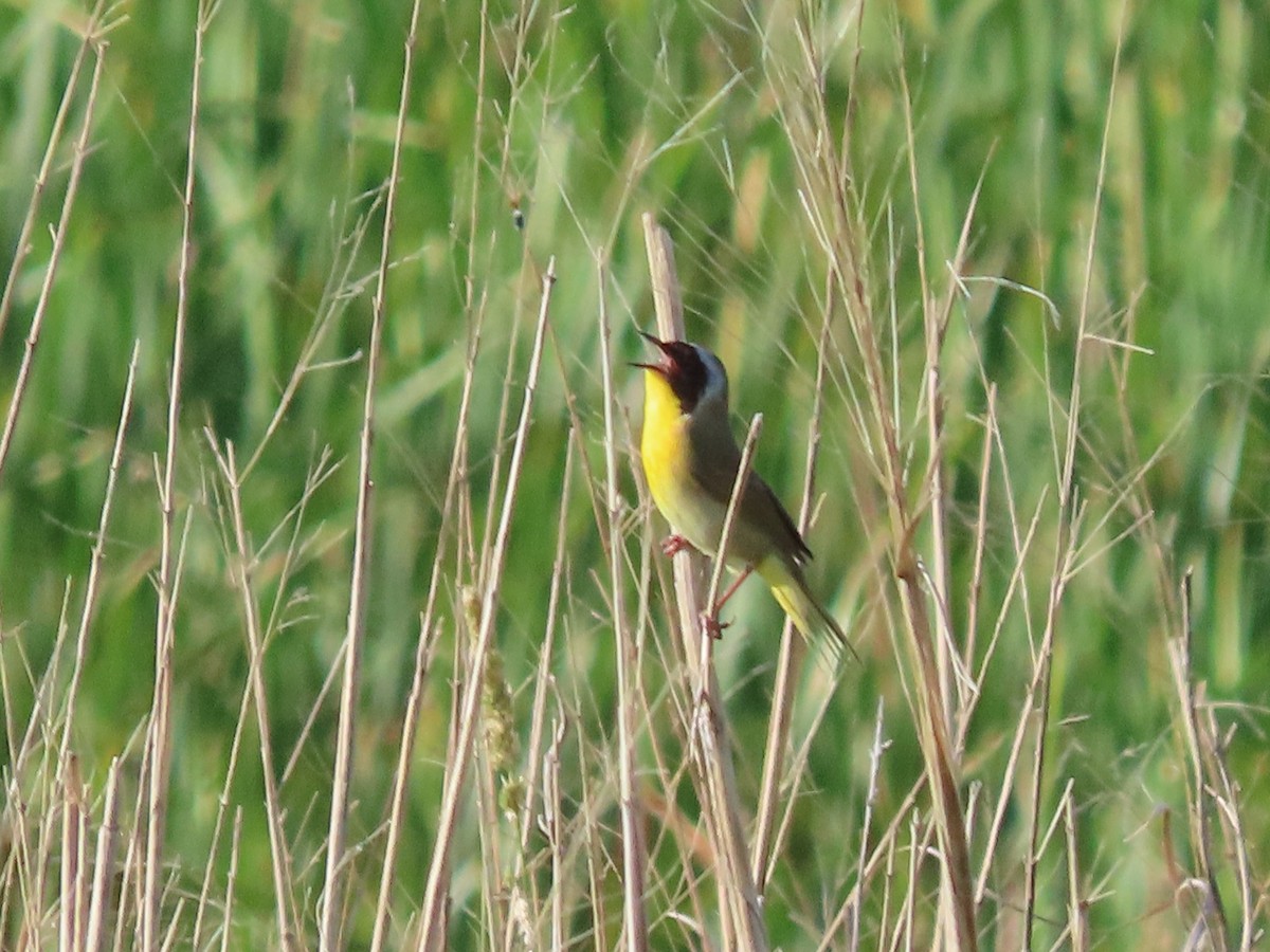 Common Yellowthroat - ML620303895