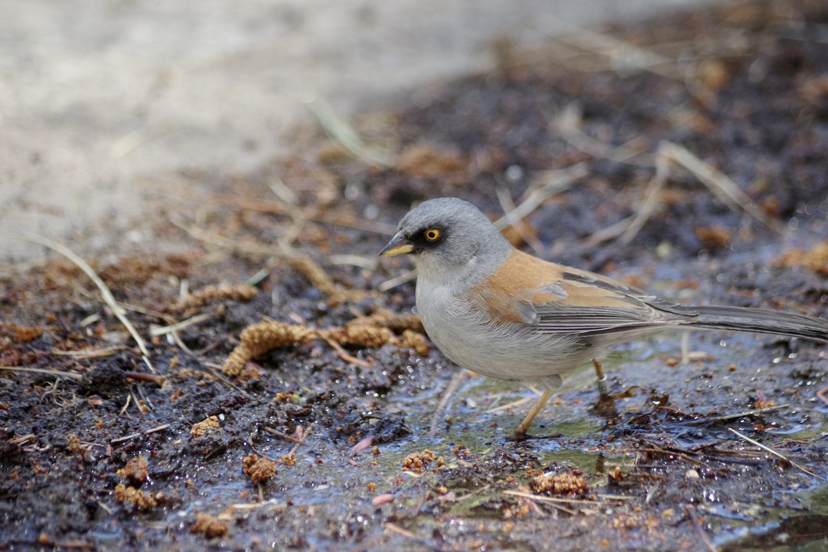 Yellow-eyed Junco - ML620303904