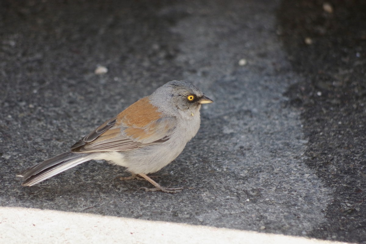 Yellow-eyed Junco - ML620303906