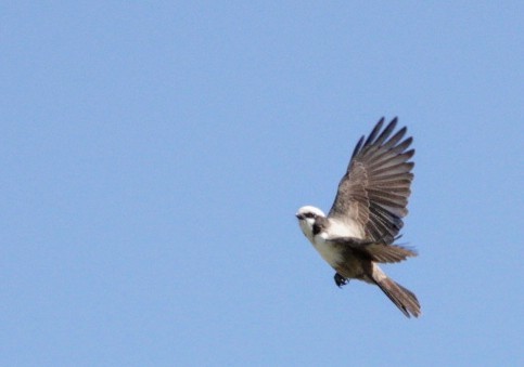 White-crowned Shrike - ML620303908