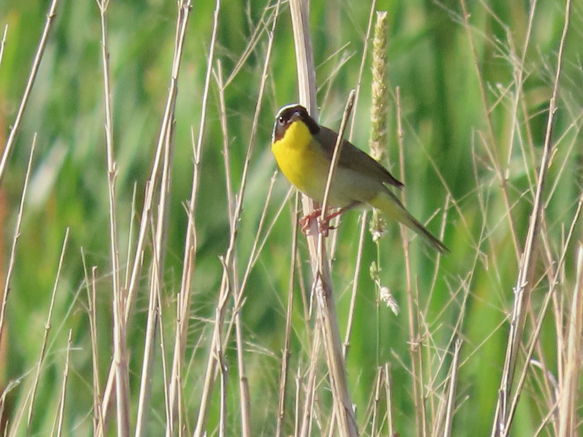 Weidengelbkehlchen - ML620303913