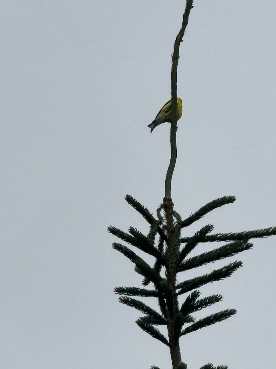 American Goldfinch - ML620303918