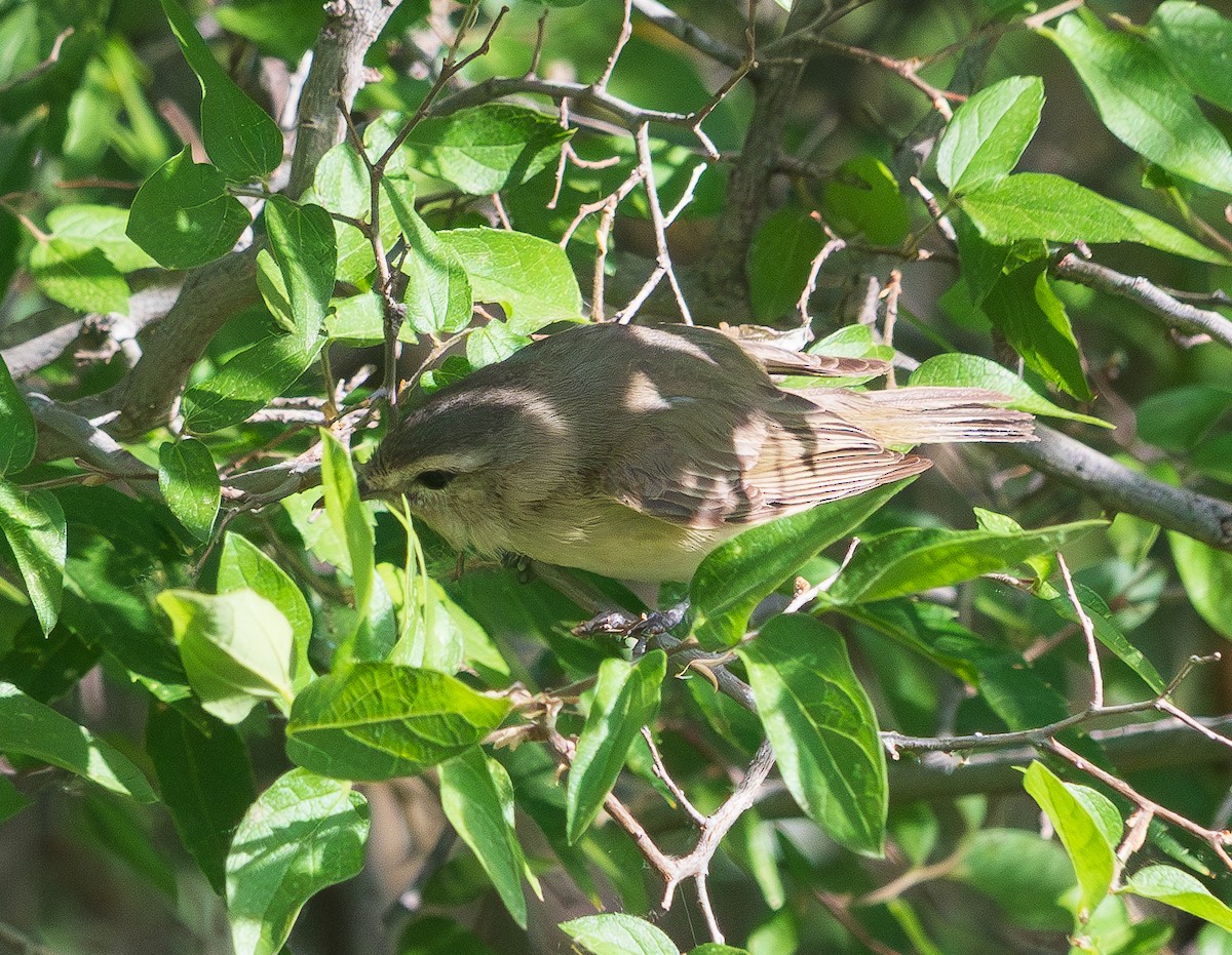 Warbling Vireo - ML620303921