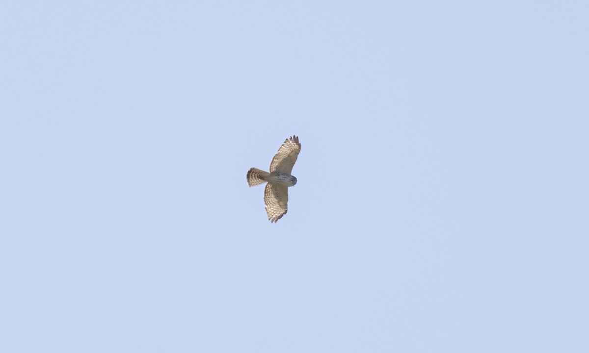 Broad-winged Hawk - ML620303923