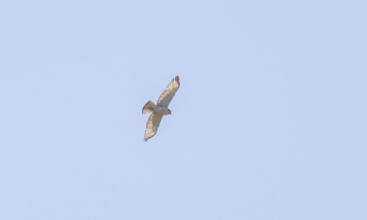Broad-winged Hawk - ML620303924