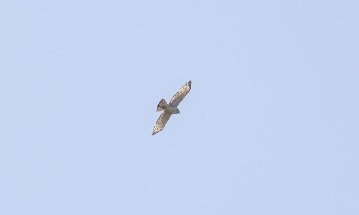 Broad-winged Hawk - ML620303925