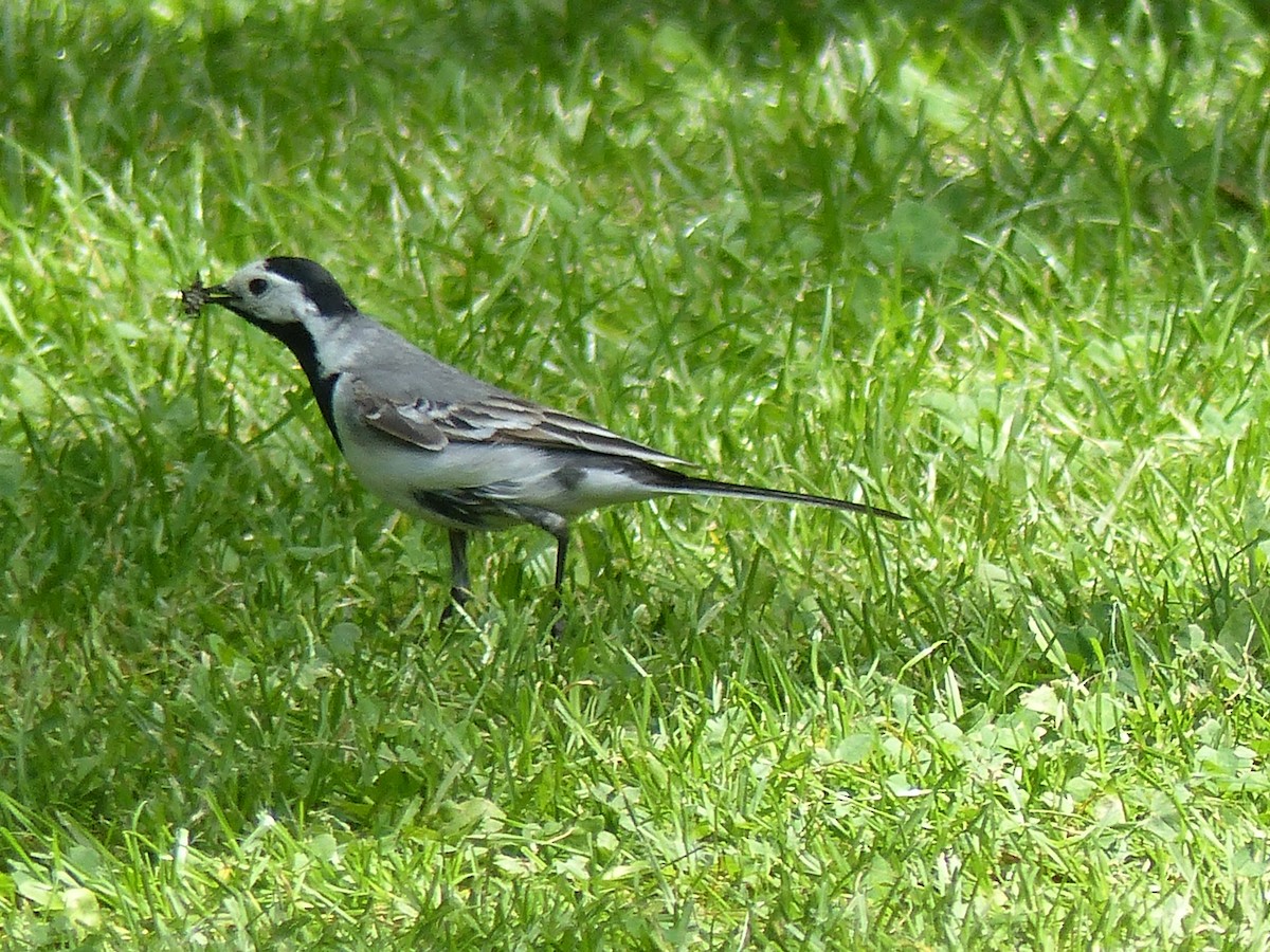 White Wagtail - ML620303929