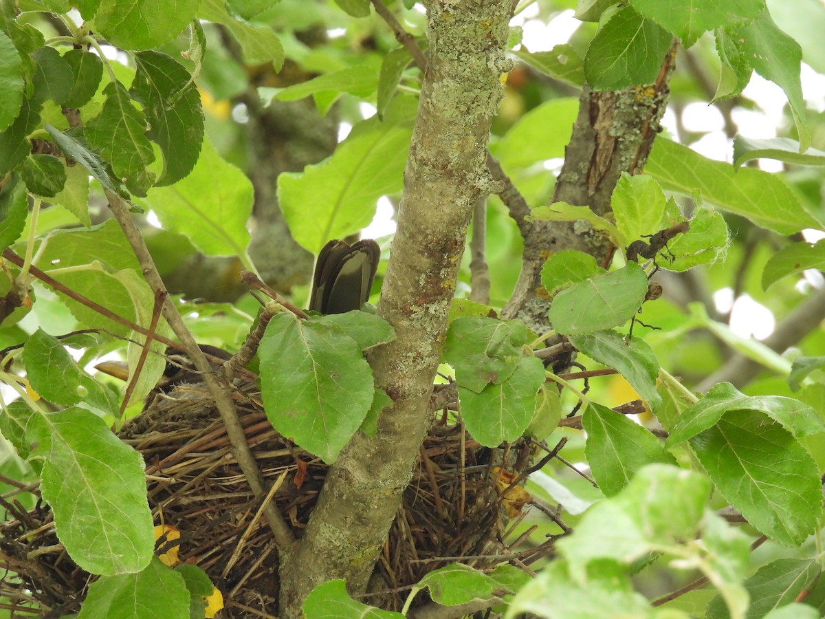 American Robin - ML620303932