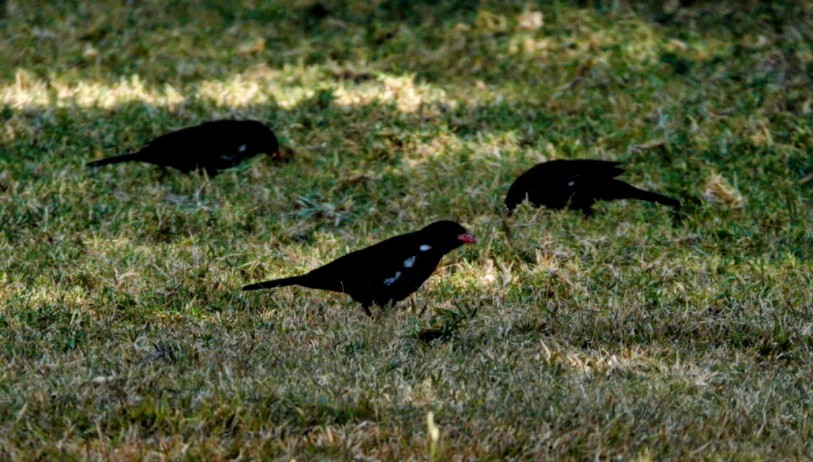 Red-billed Buffalo-Weaver - ML620303935