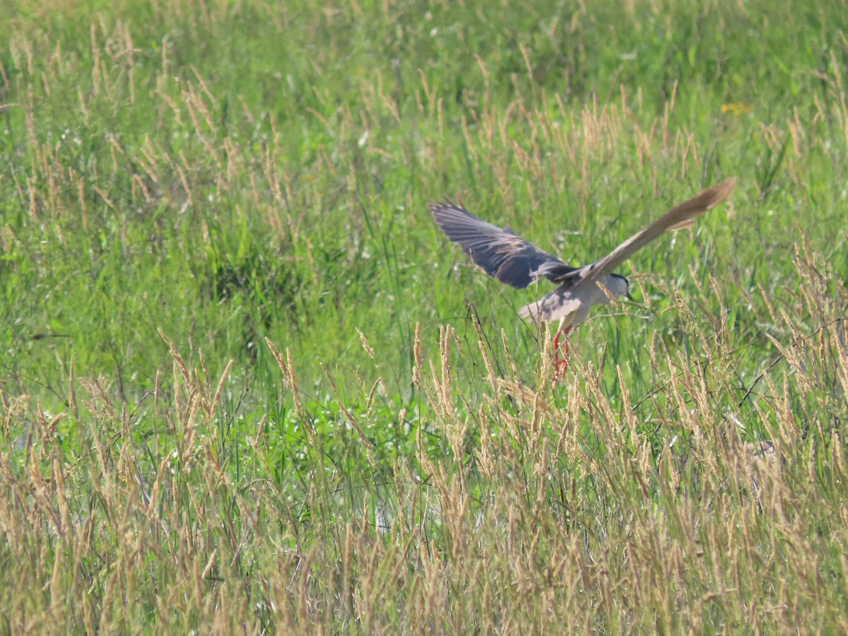 Black-crowned Night Heron - ML620303936