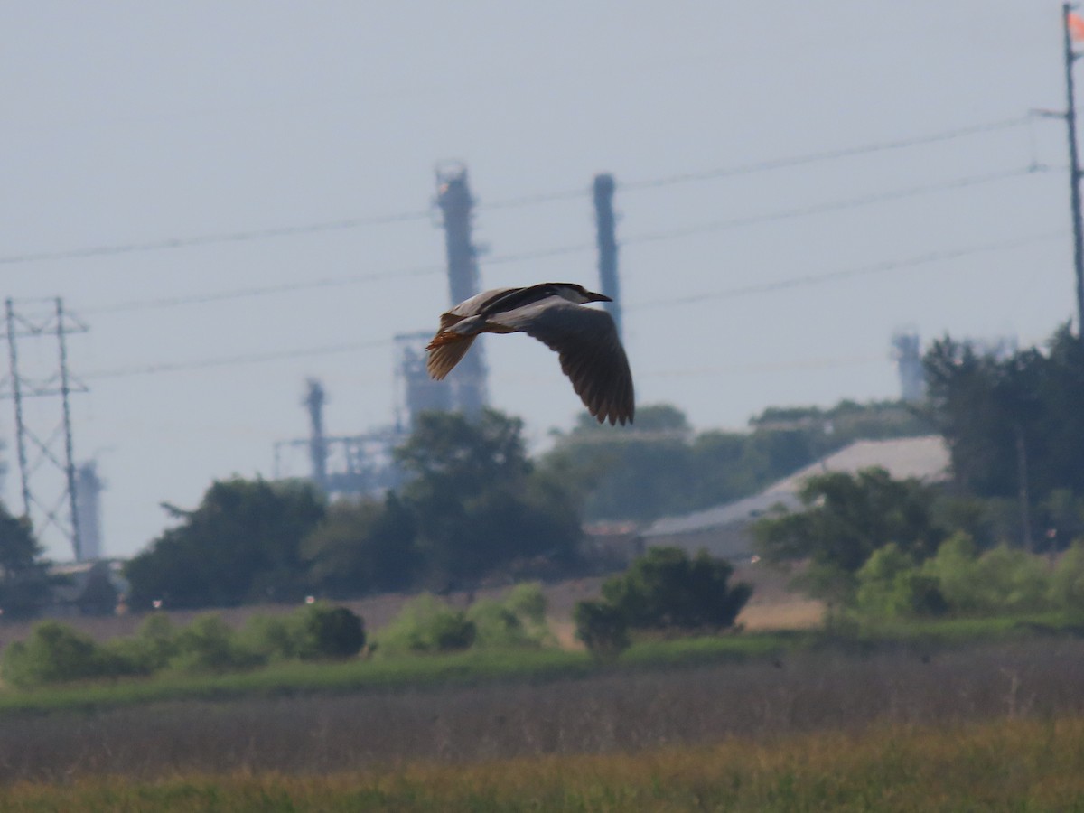 Black-crowned Night Heron - ML620303945