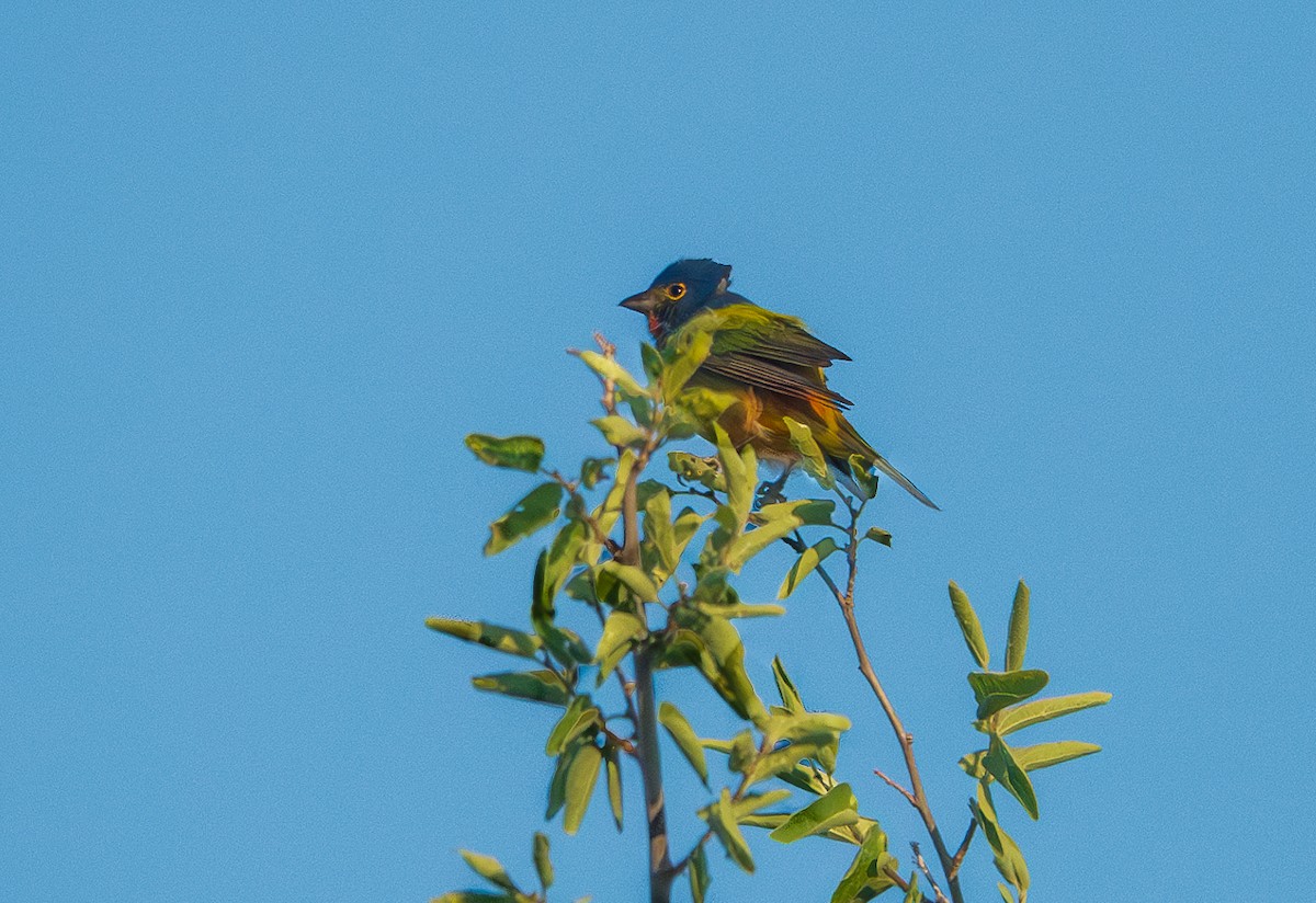 Painted Bunting - ML620303952