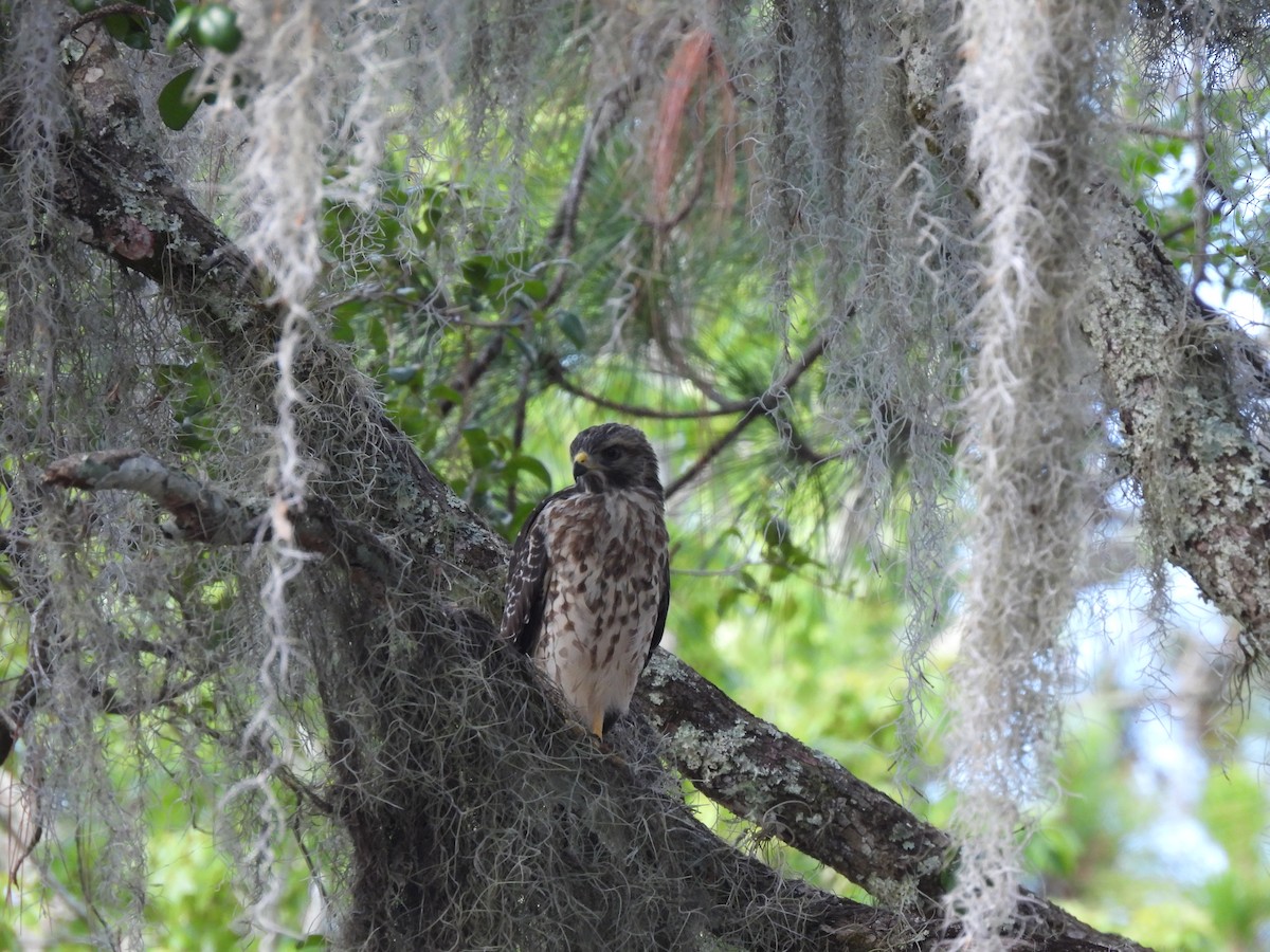 Red-shouldered Hawk - ML620303954