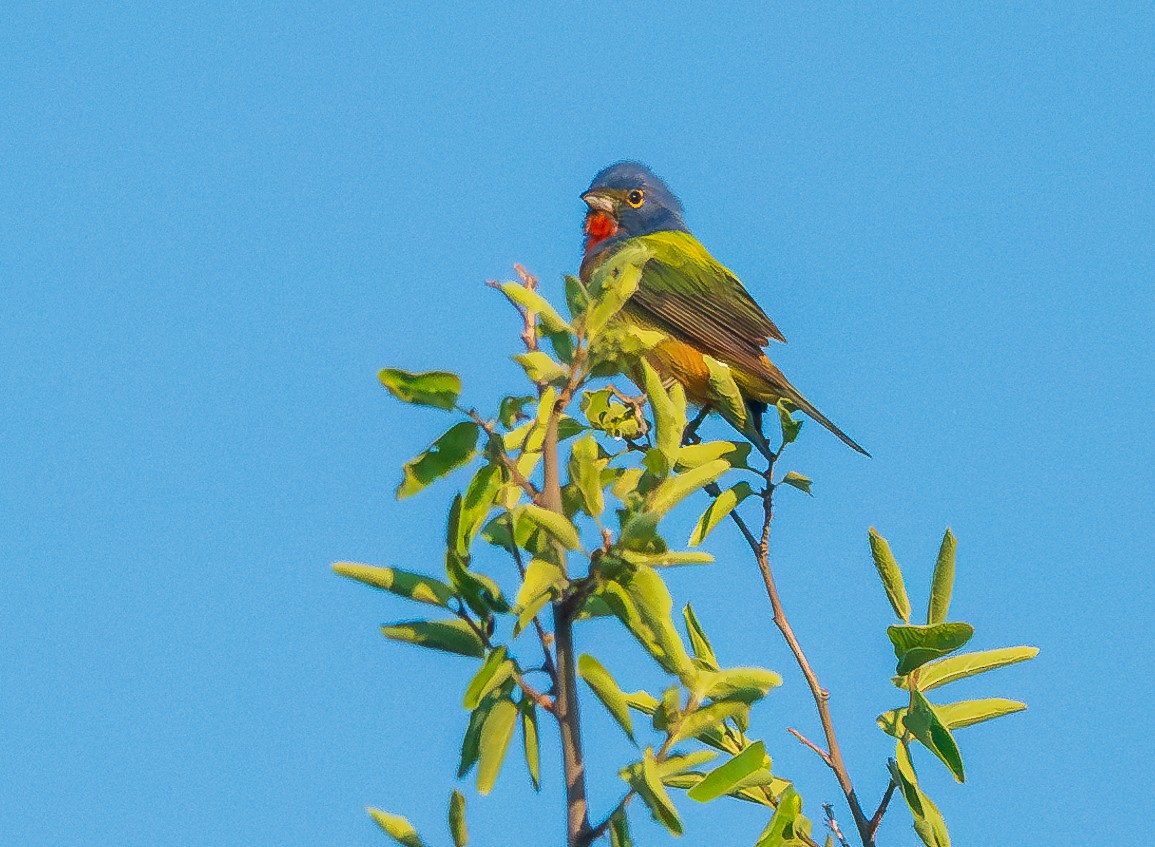 Painted Bunting - ML620303955