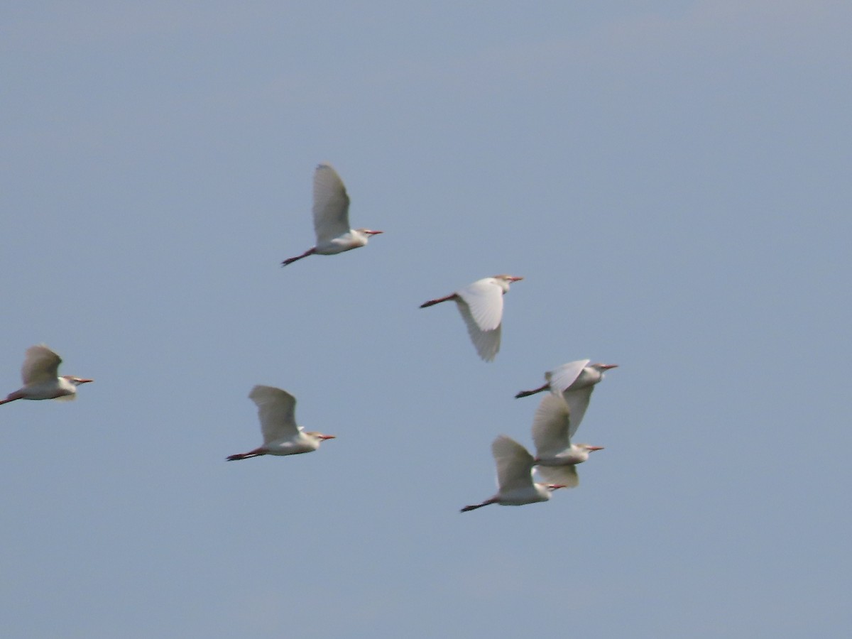 Western Cattle Egret - Dick Zerger