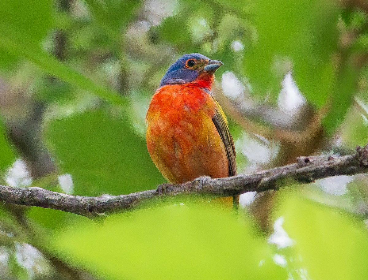 Painted Bunting - ML620303962