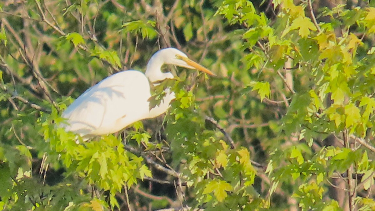 Great Egret - ML620303965