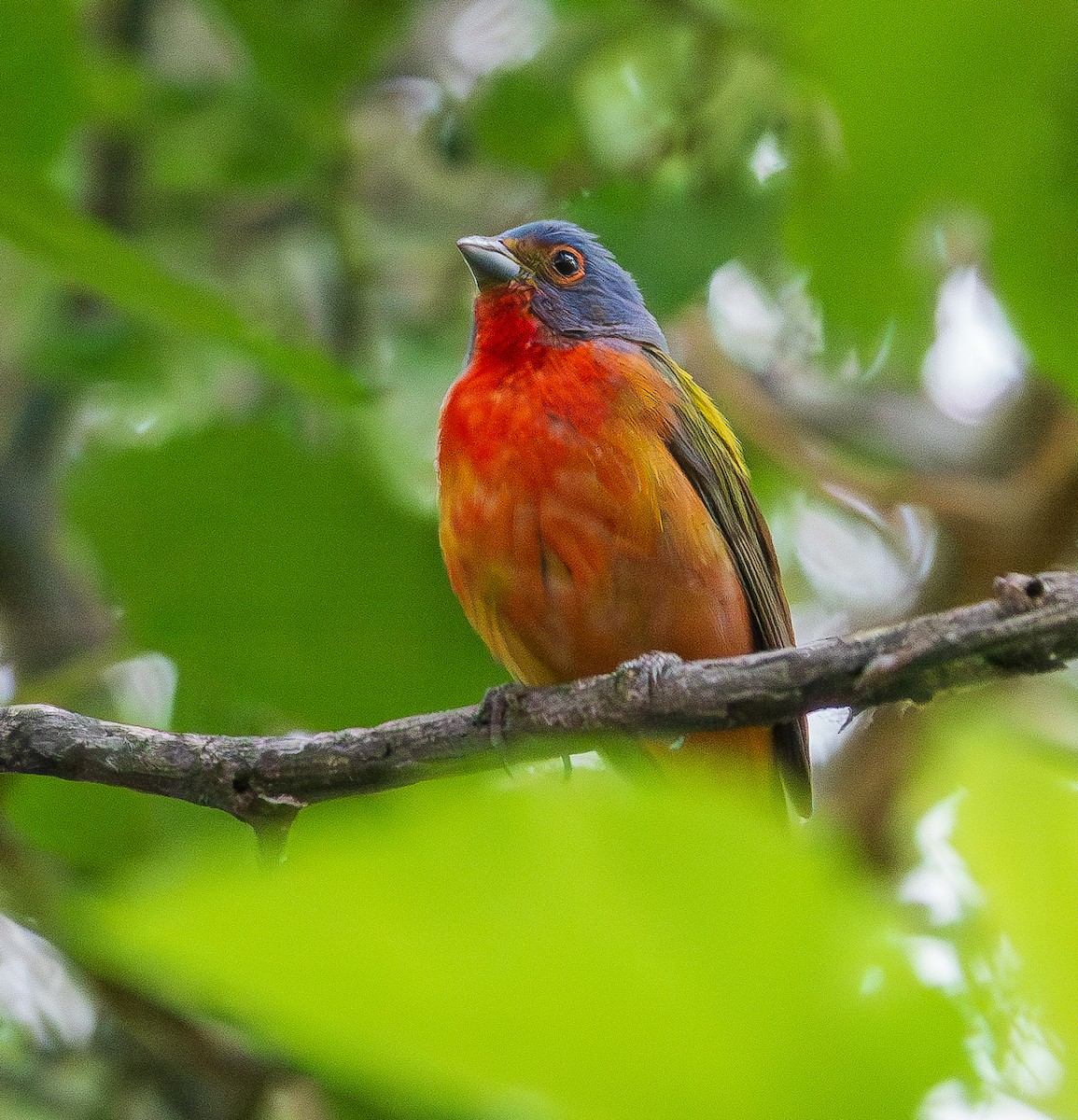 Painted Bunting - ML620303973