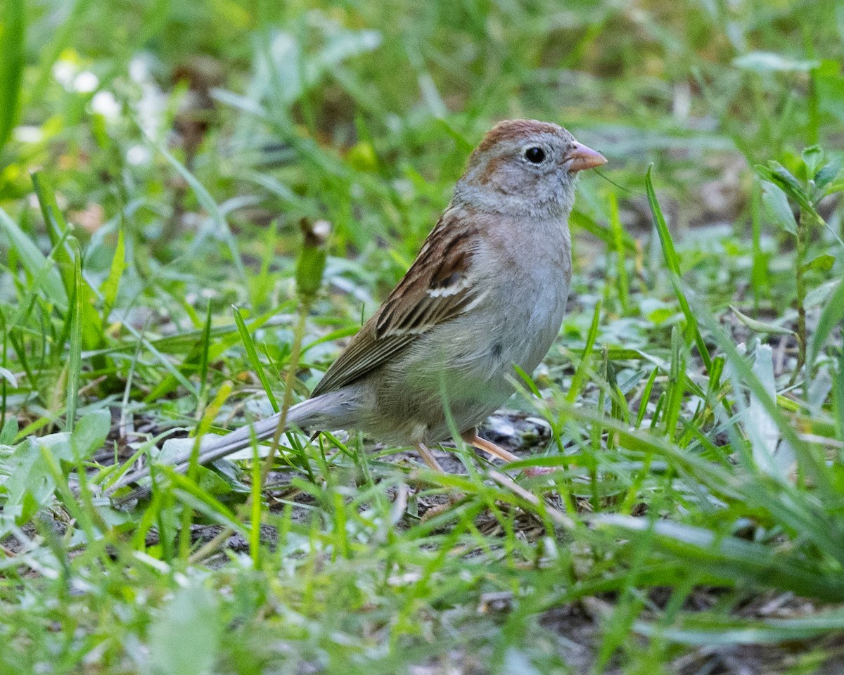 Field Sparrow - ML620303974