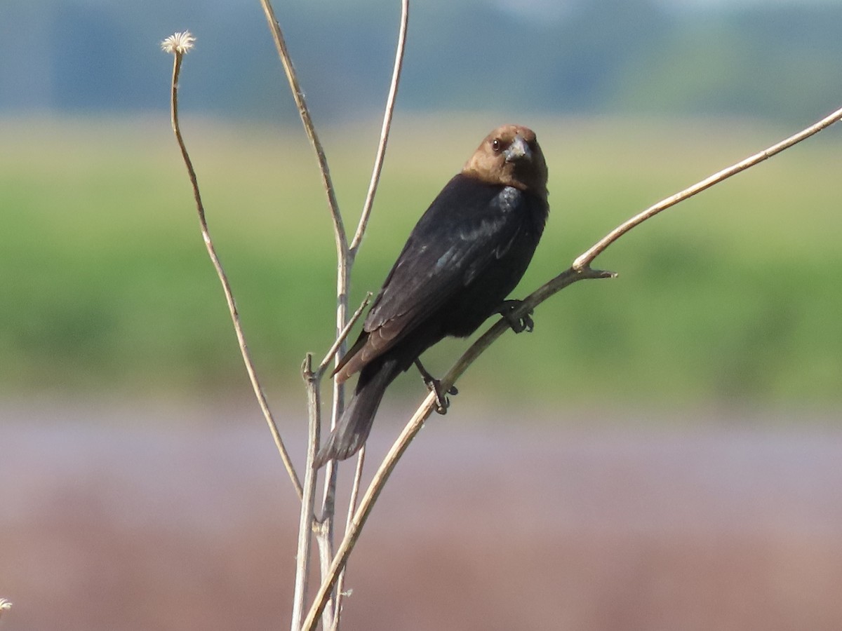 Brown-headed Cowbird - ML620303982