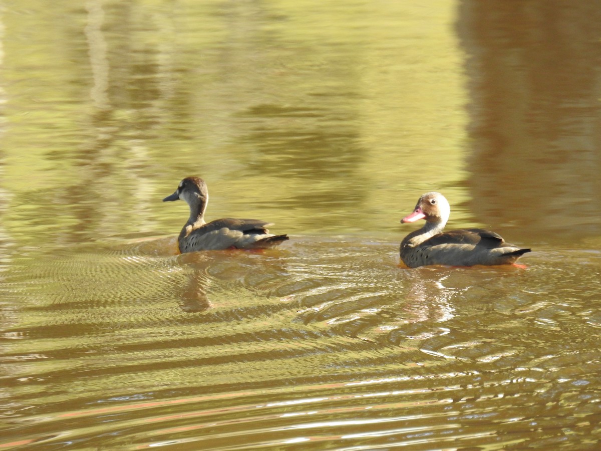 Canard amazonette - ML620303985