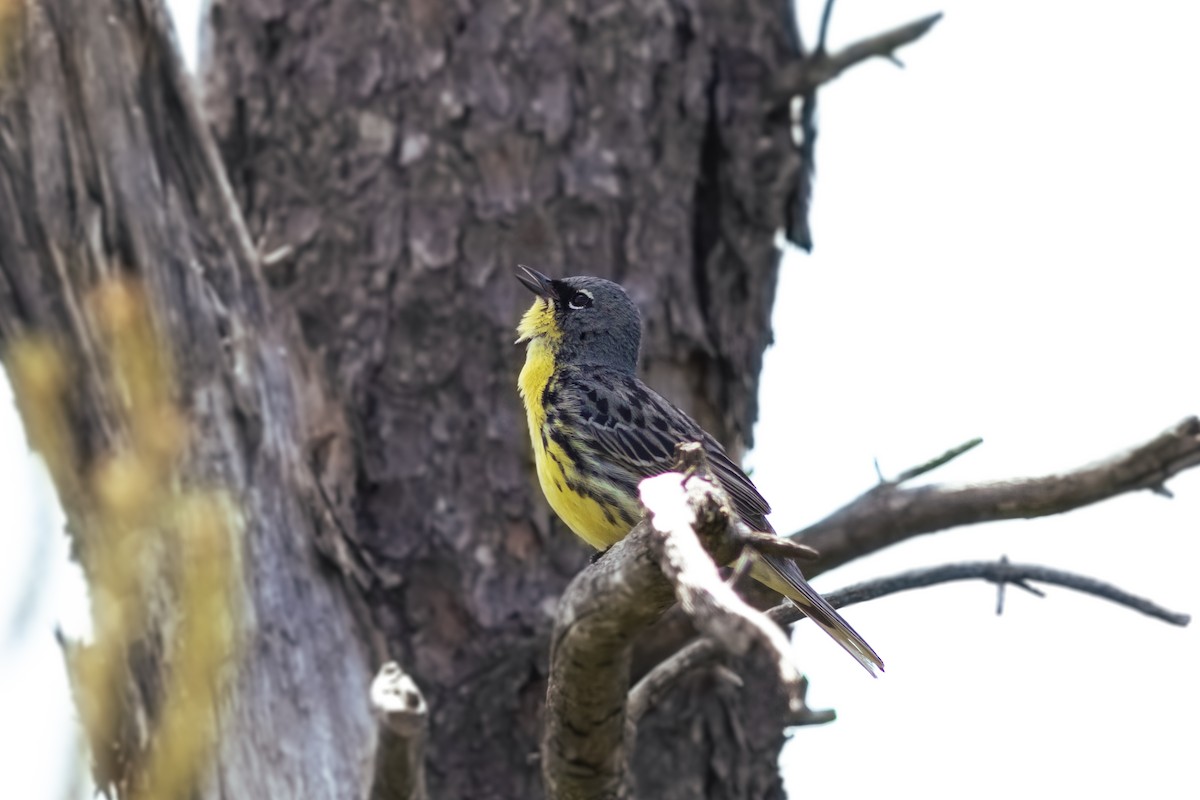 Kirtland's Warbler - ML620303987