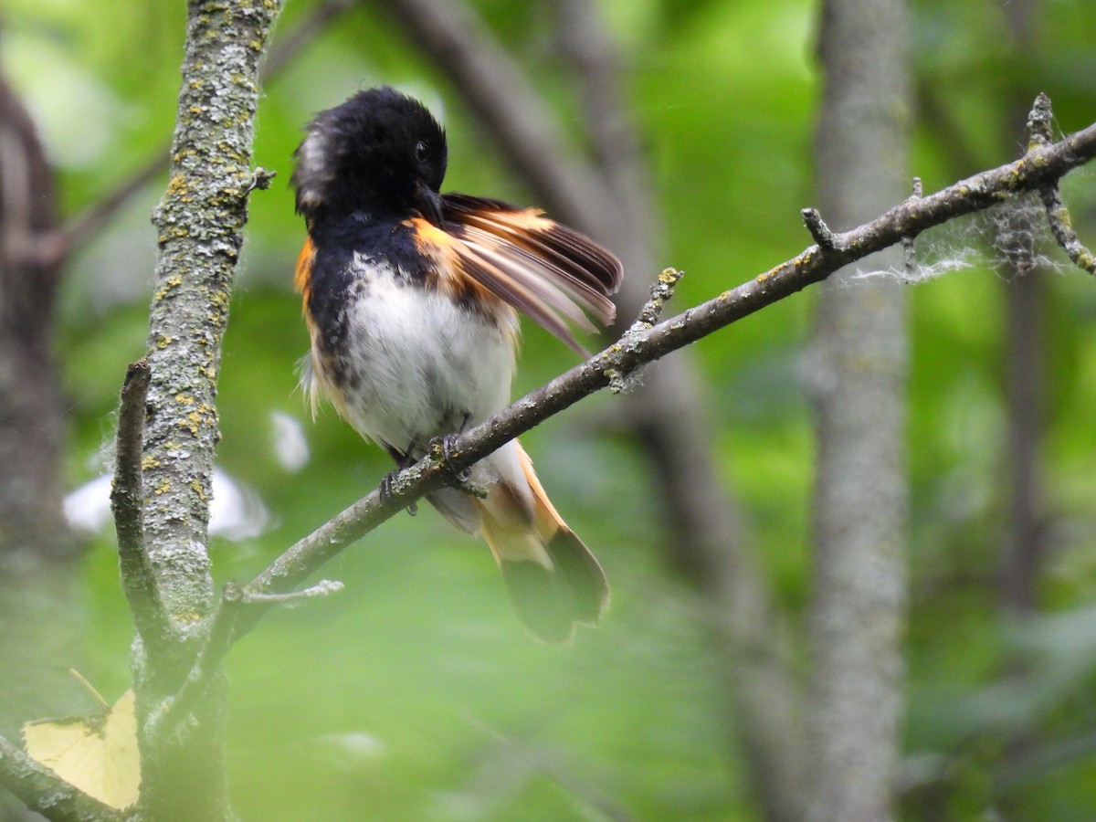 American Redstart - ML620303991