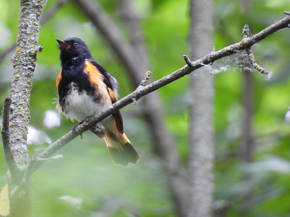 American Redstart - ML620303992