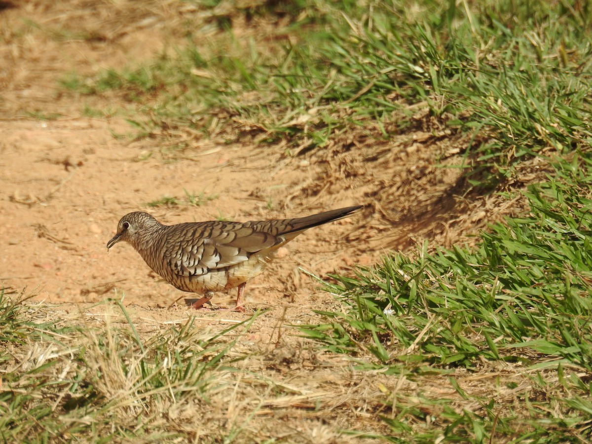 Scaled Dove - ML620303993