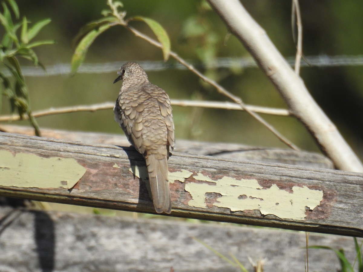 Scaled Dove - ML620303995