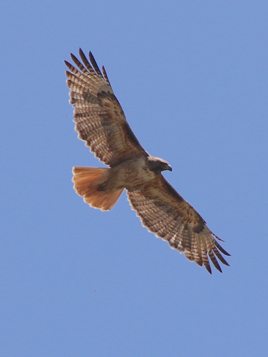 Red-tailed Hawk - ML620303997
