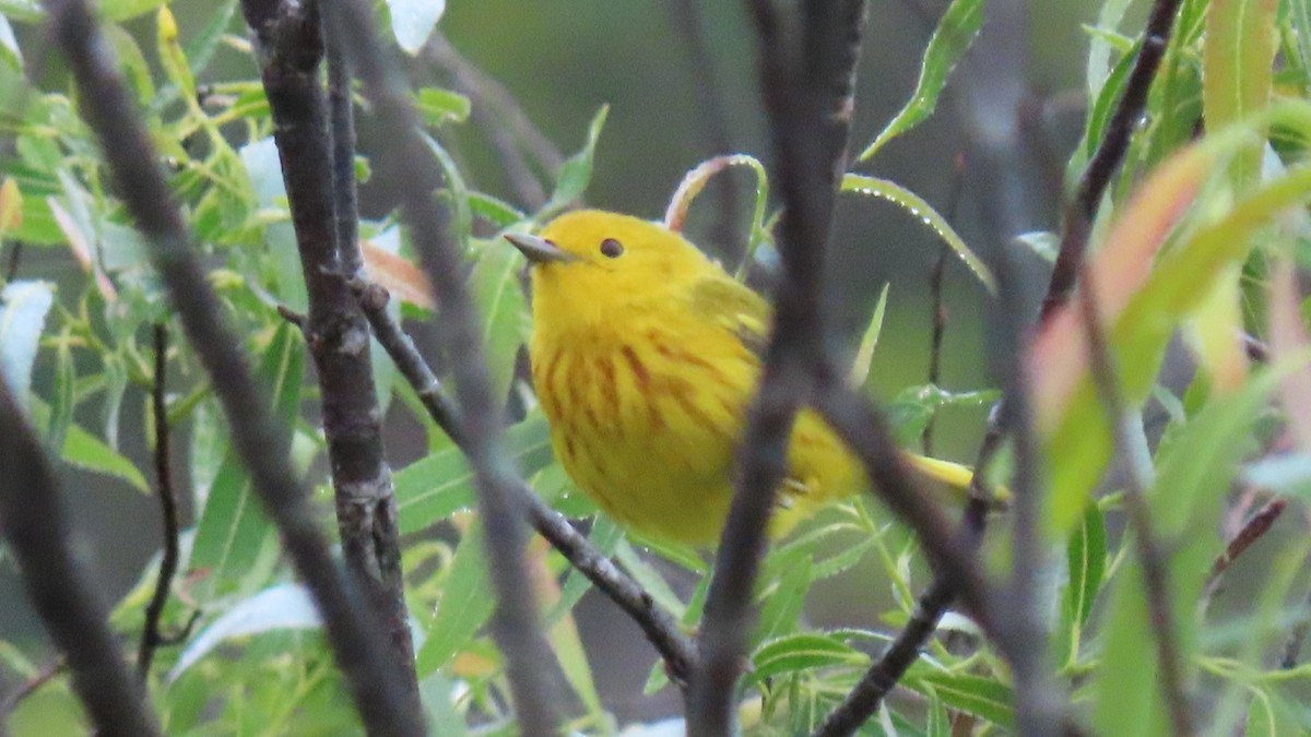 Yellow Warbler - ML620303999