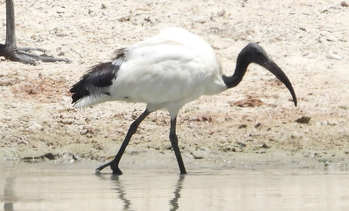 ibis posvátný - ML620304009