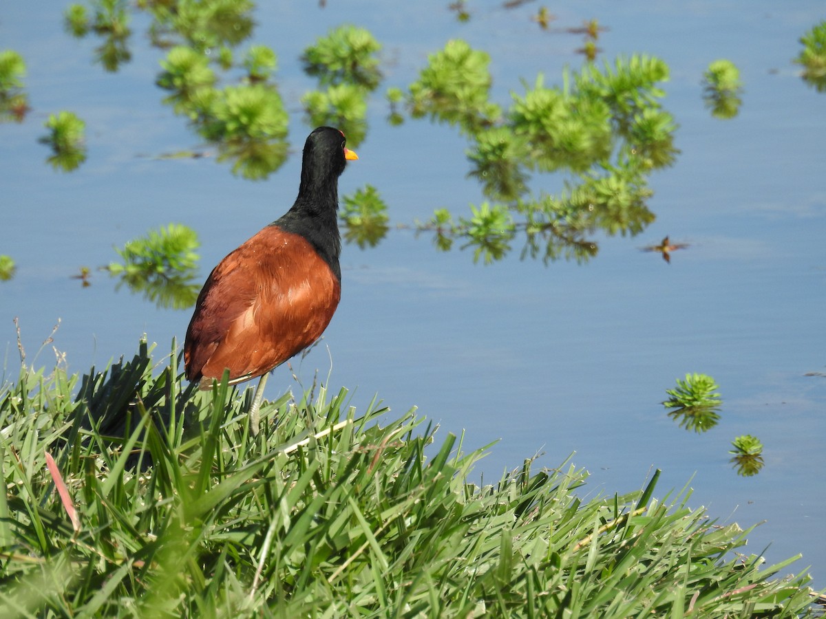 Wattled Jacana - ML620304016