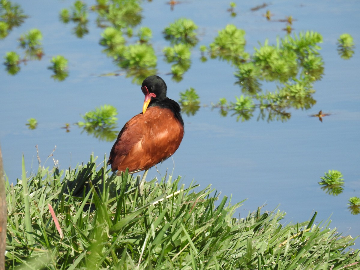 Wattled Jacana - ML620304017